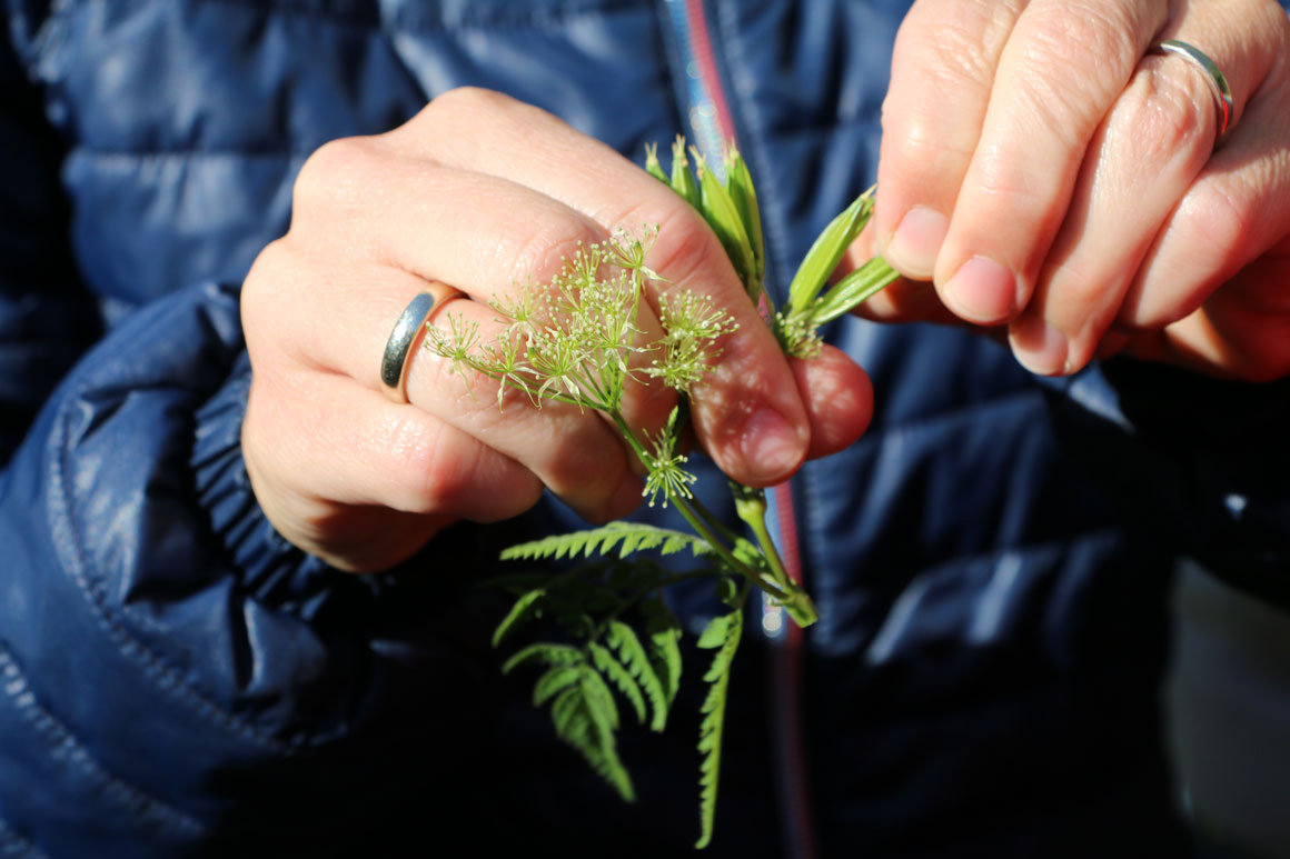 Bornholms natur byder på en skattekiste af spiselige urter