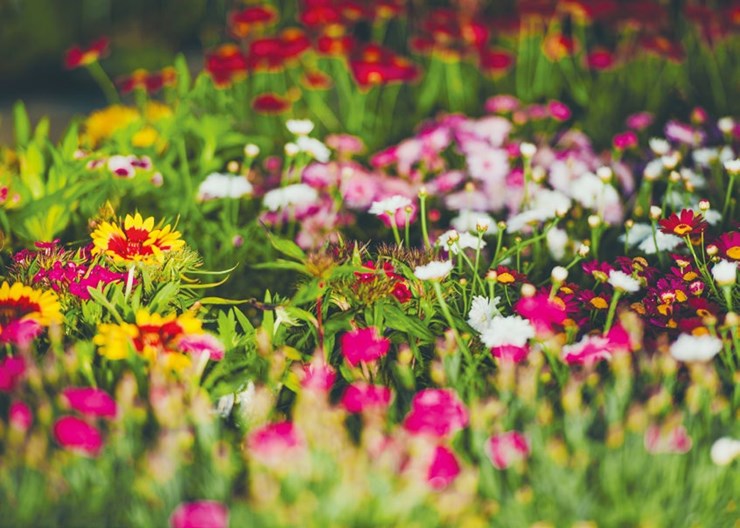 Besøg flotte bornholmske haver