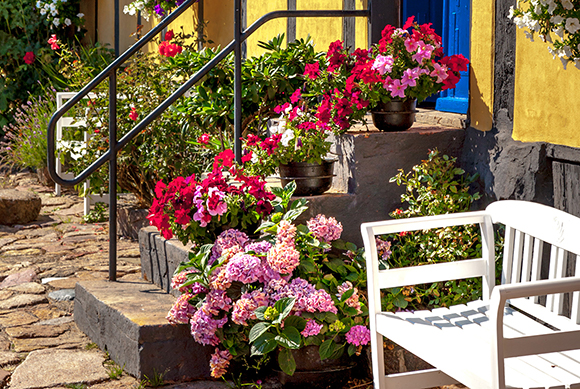 På Bornholm vokser mange sjældne blomster
